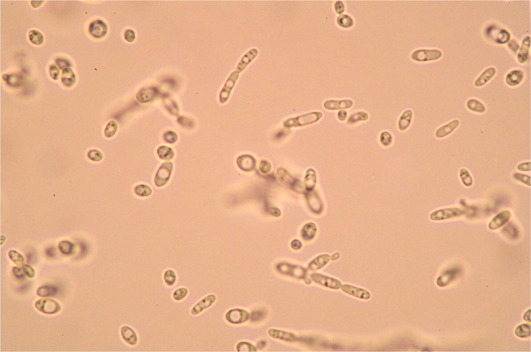 コーボンマーベル（cobon）